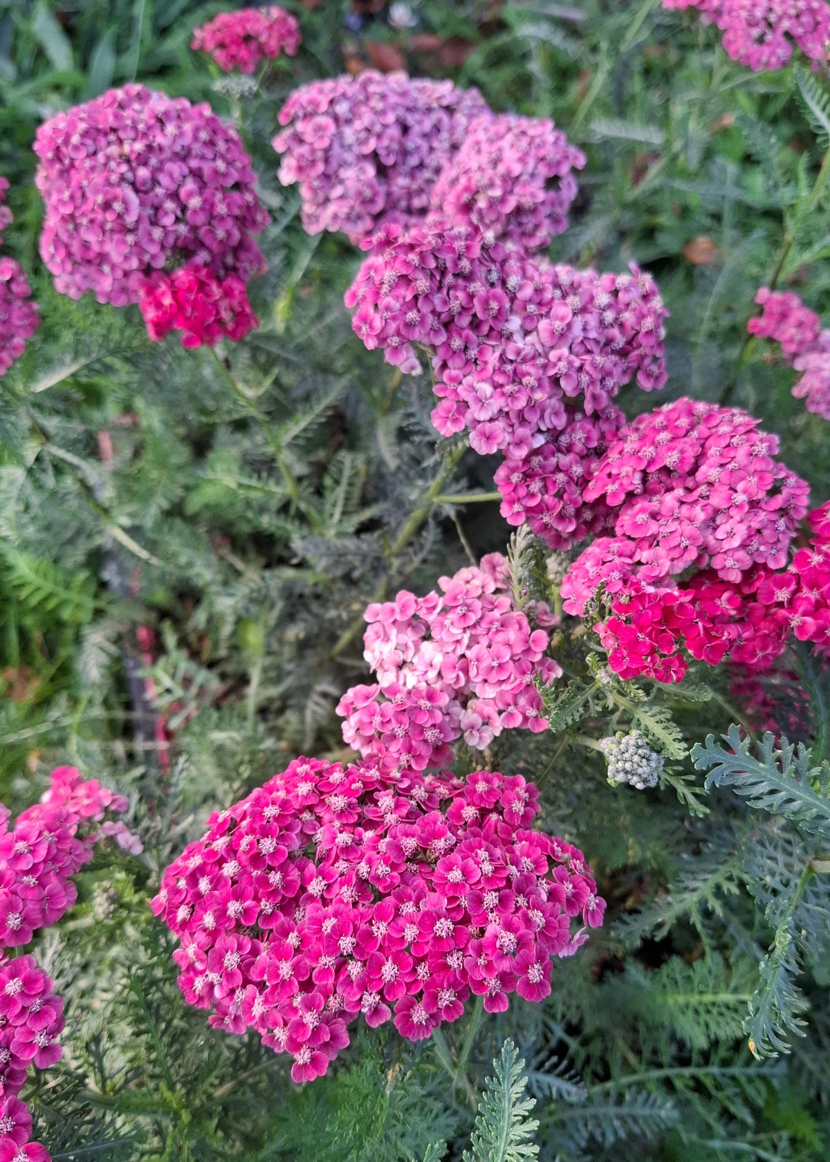Achillea millefolium 'Saucy Seduction'