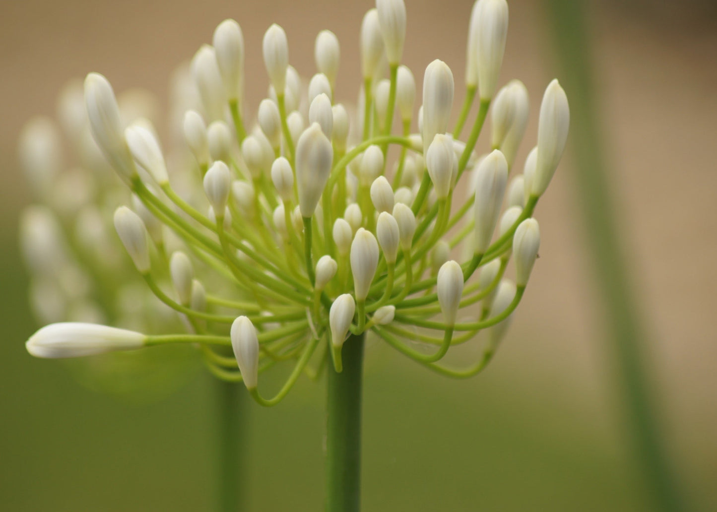 Agapanthus 'White Heaven'