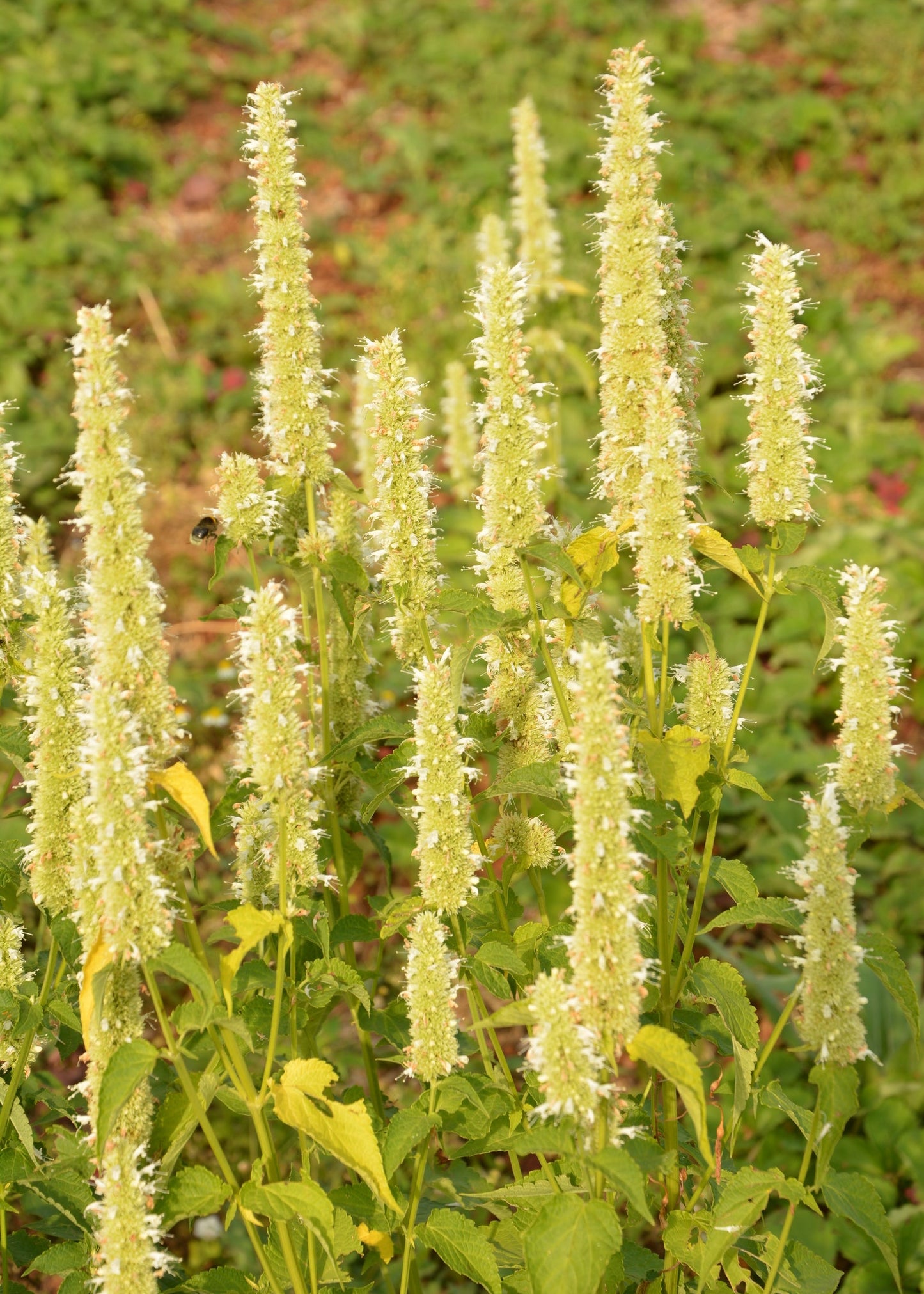 Agastache rugosa 'Alabaster'