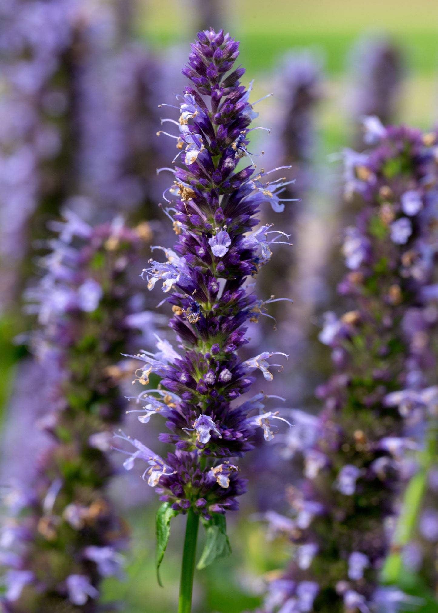 Agastache 'Black Adder'