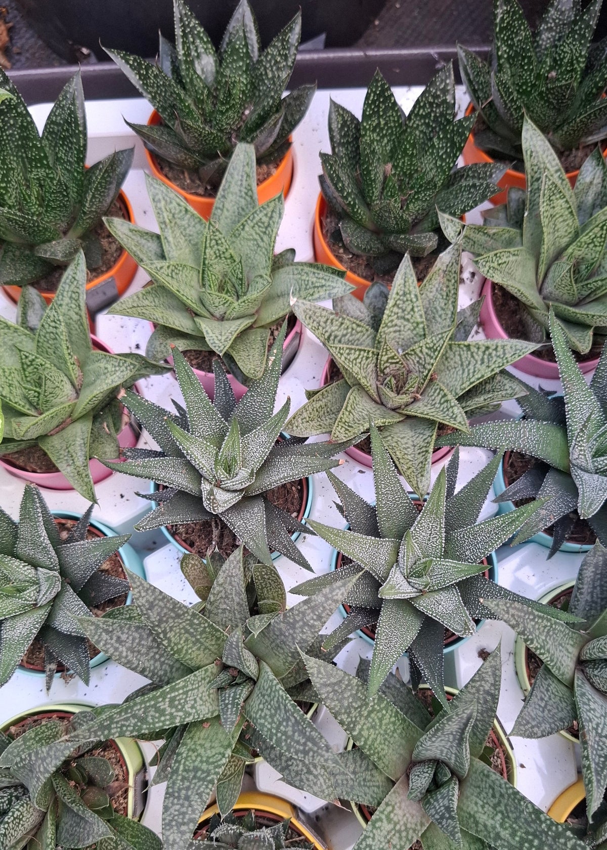 Aloe/Haworthia Mix - with Magnetic Pot