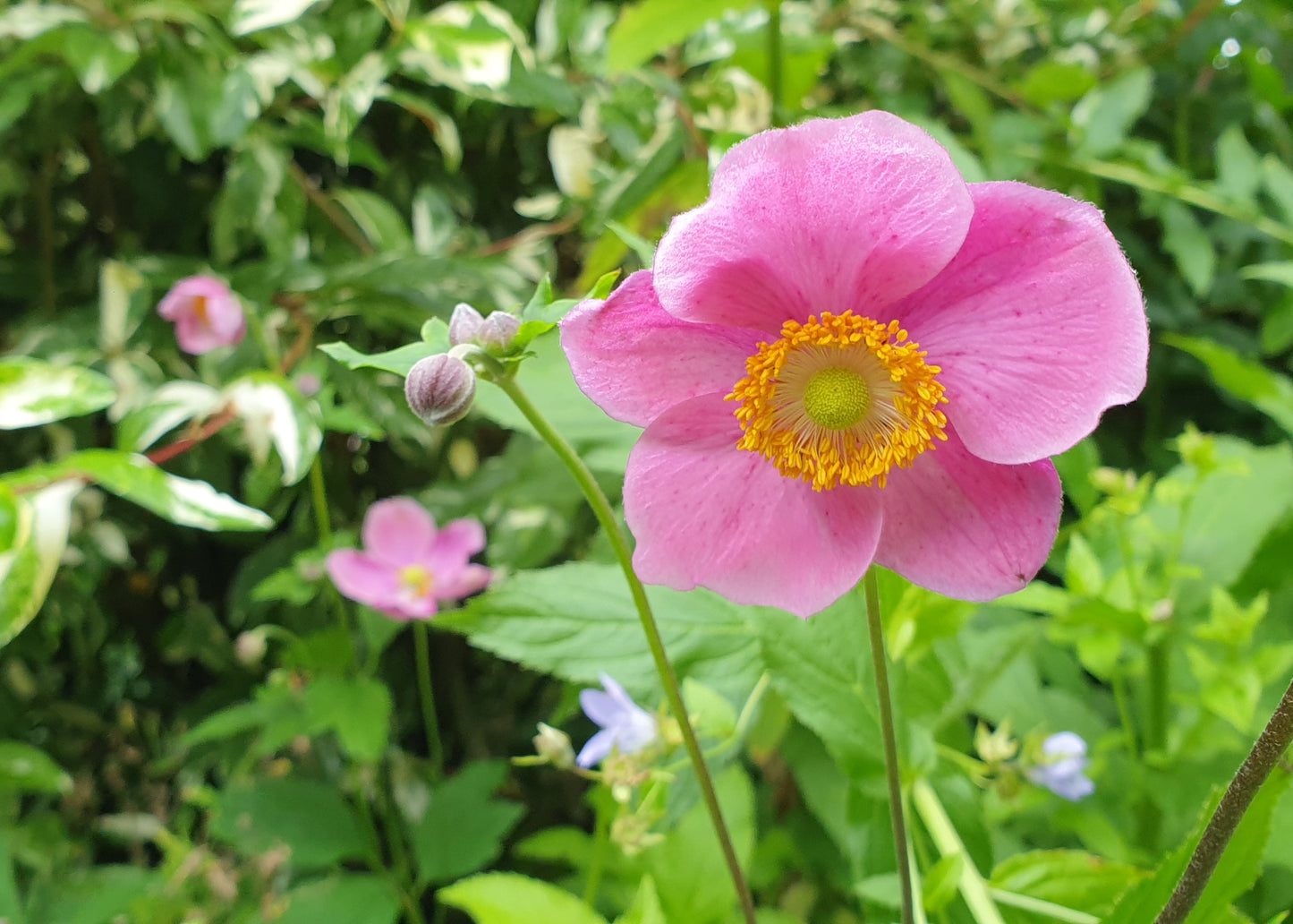 Anemone x hybrida 'September Charm'