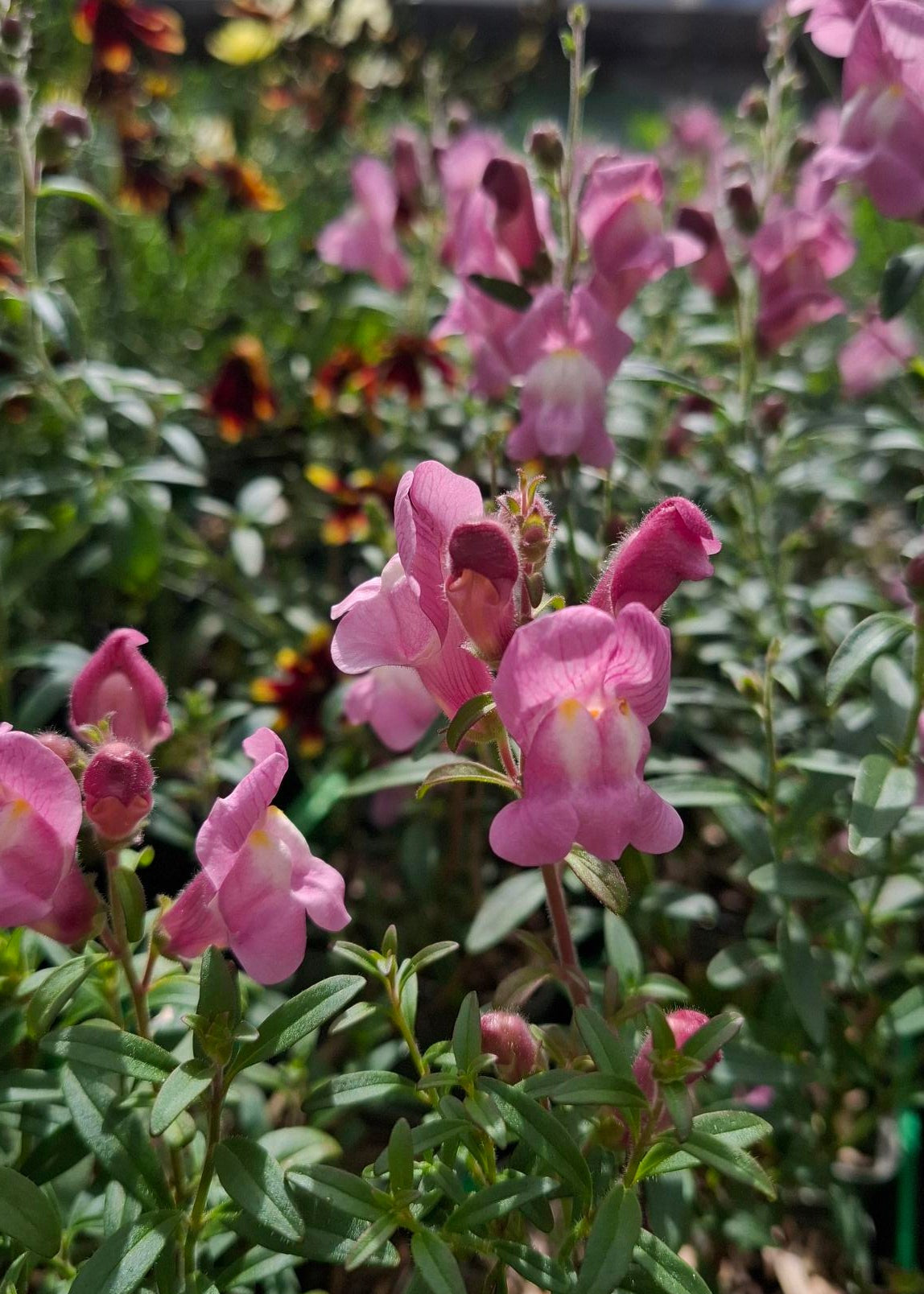 Antirrhinum majus 'Oh That's Cute'
