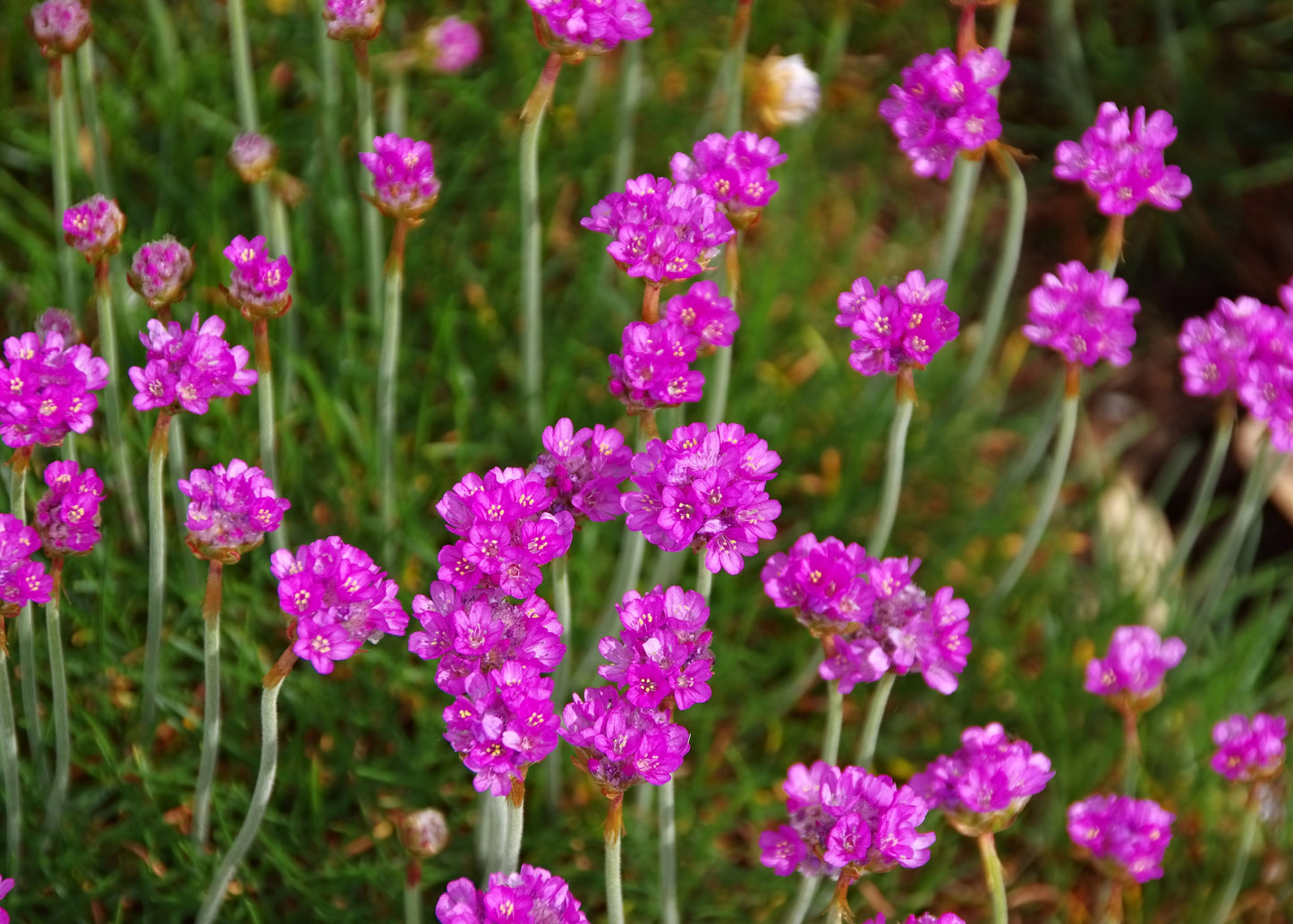 Armeria maritima 'Splendens'