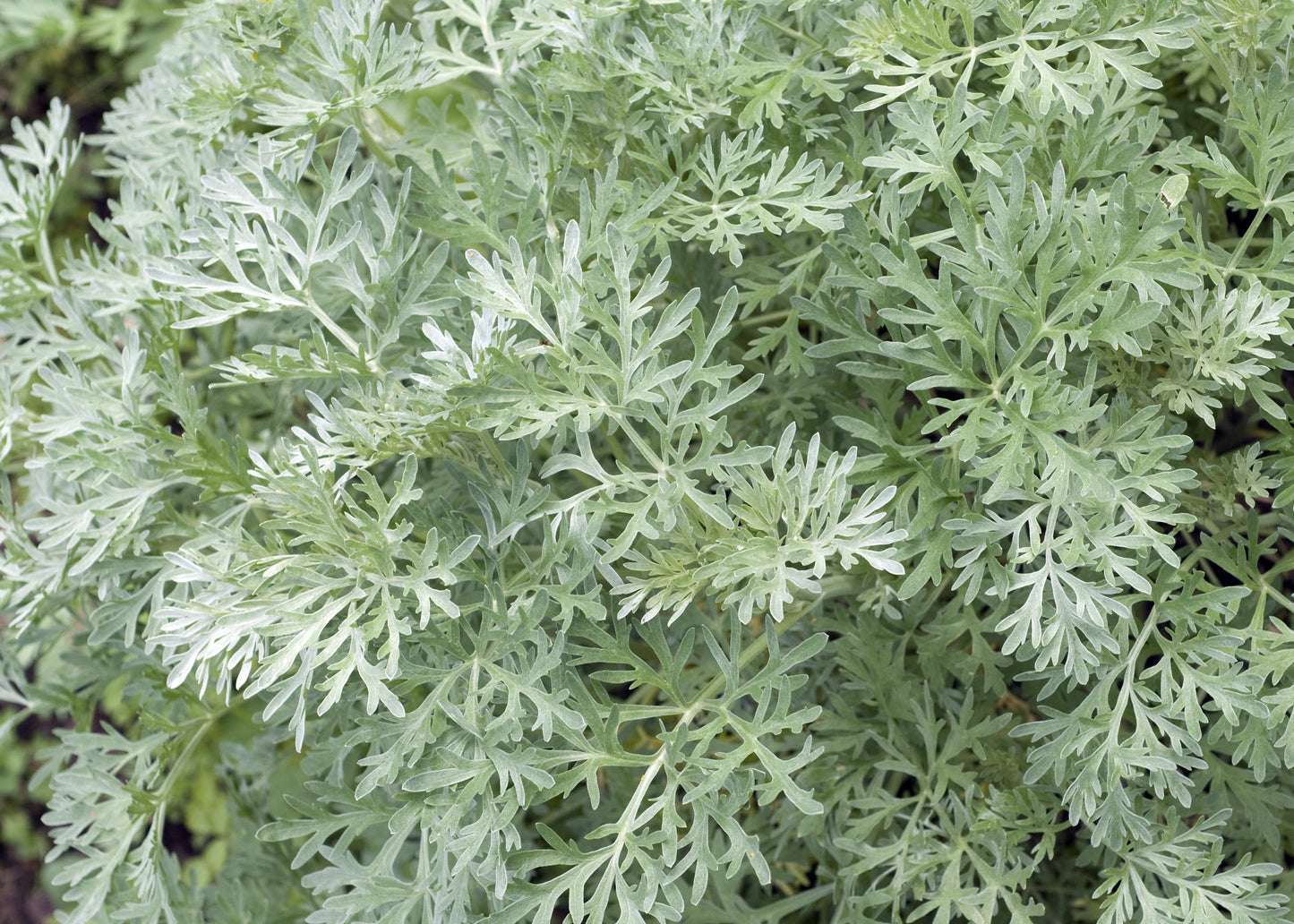 Artemisia 'Powis Castle'