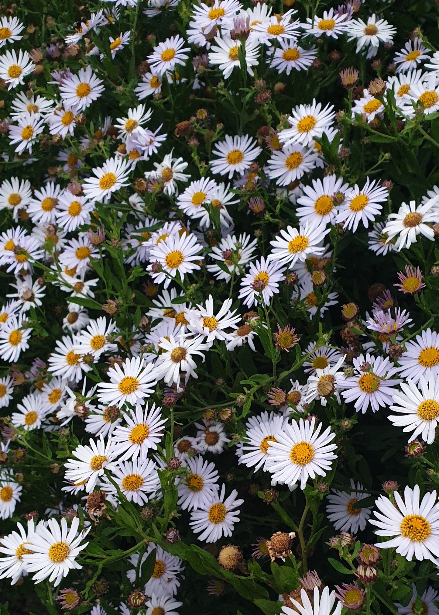 Aster 'Little Carlow'