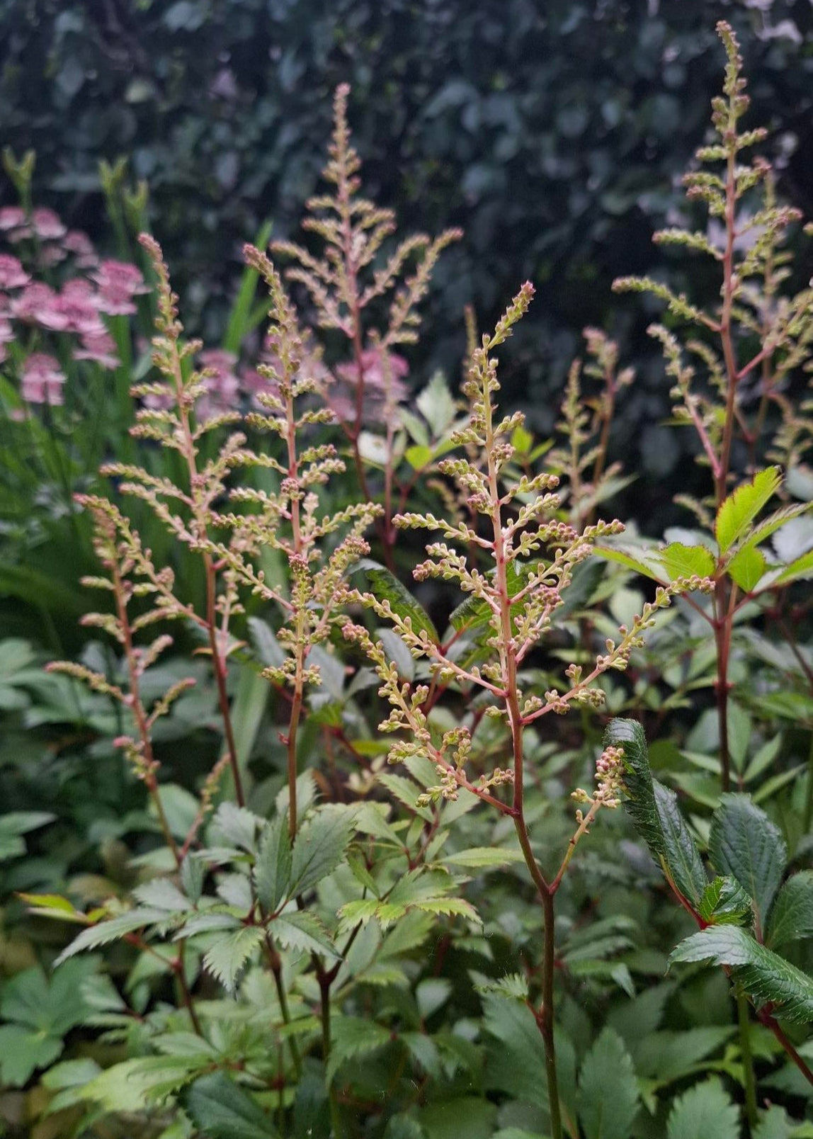 Astilbe Light Pink