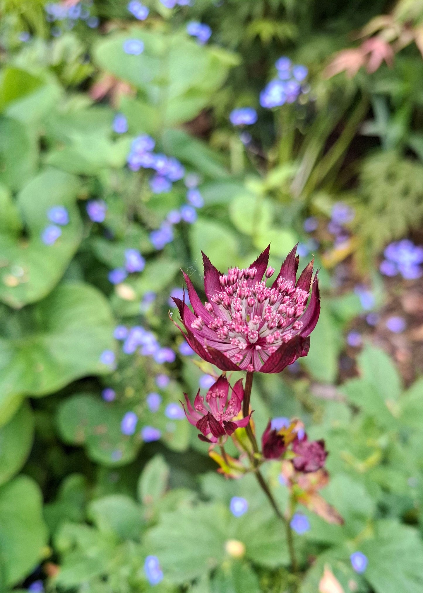 Astrantia major 'Moulin Rouge'