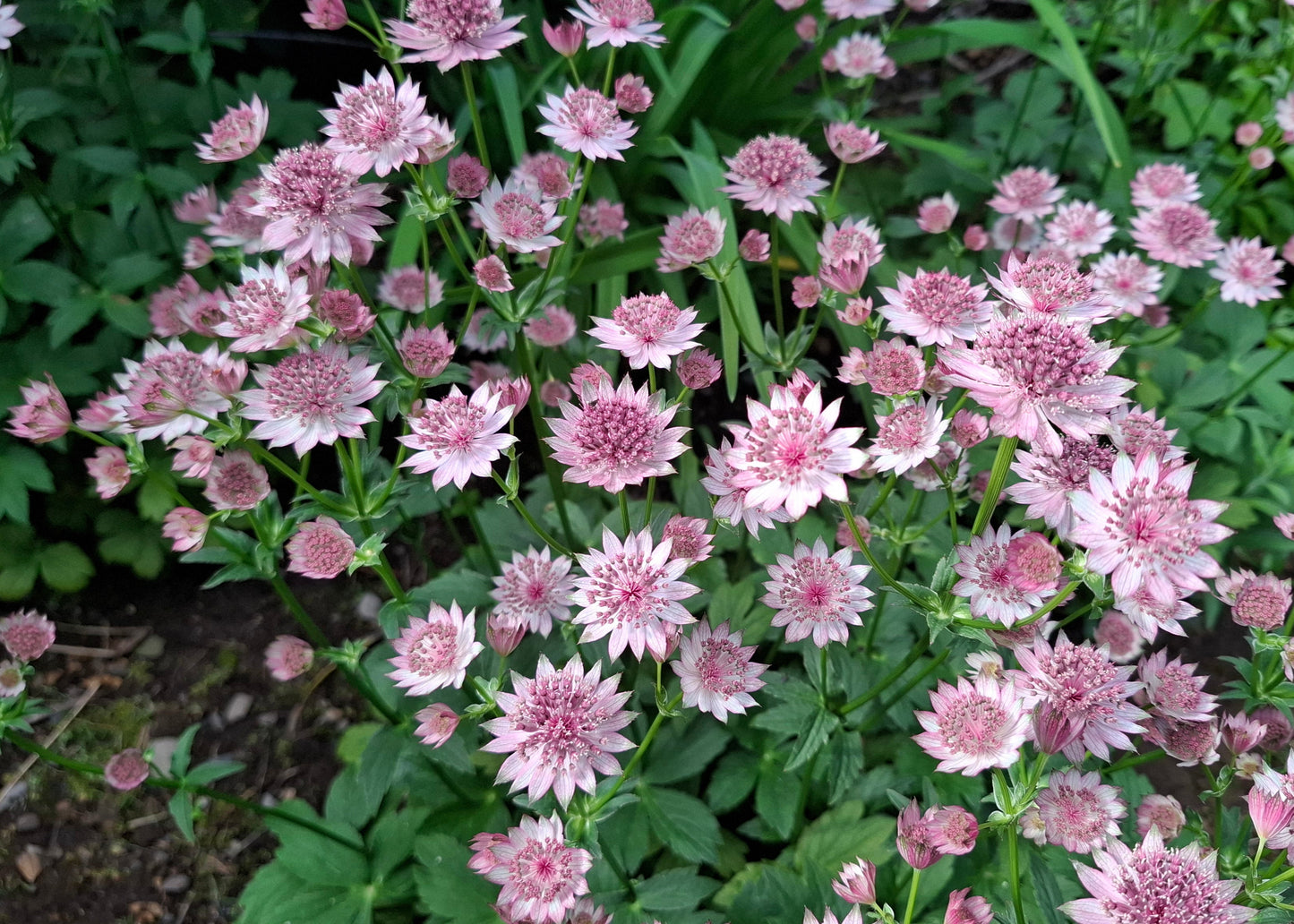 Astrantia major 'Roma'