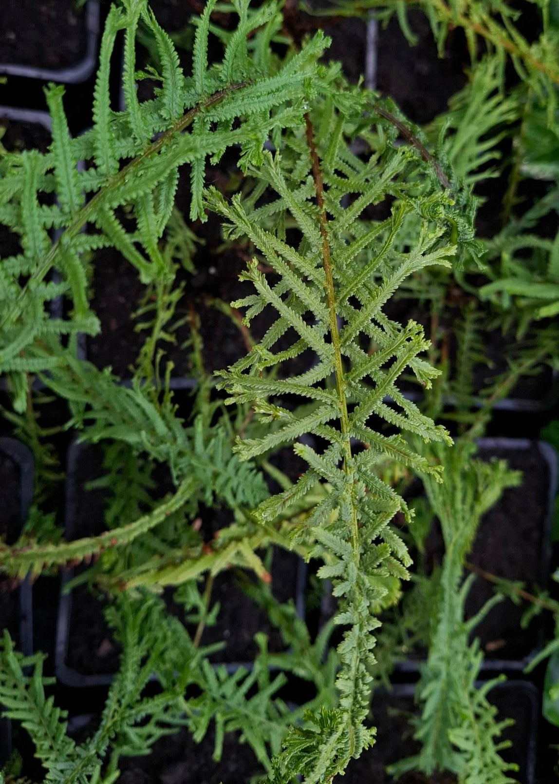Athyrium filix-femina 'Dre's Dagger'