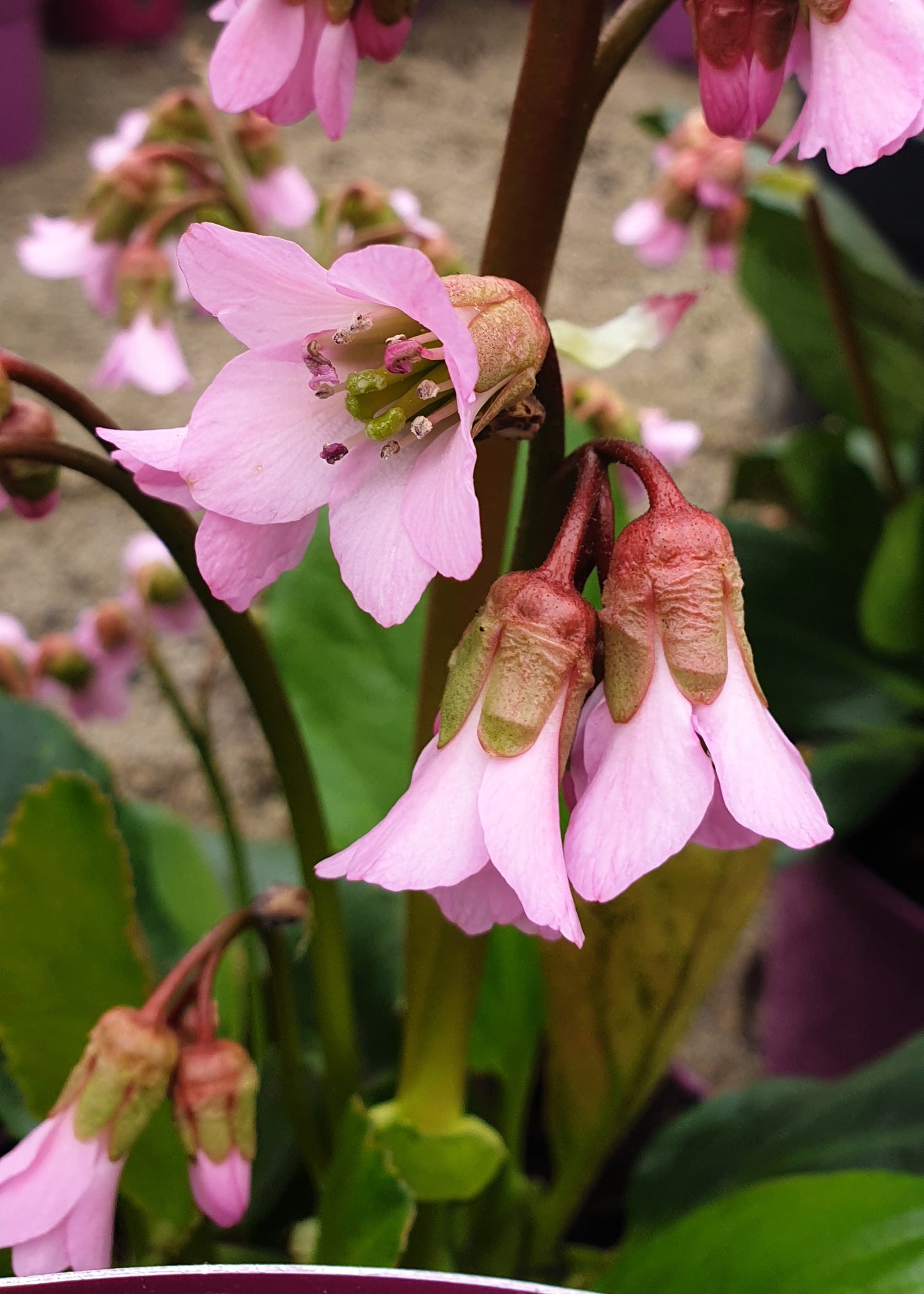 Bergenia 'Baby Doll'