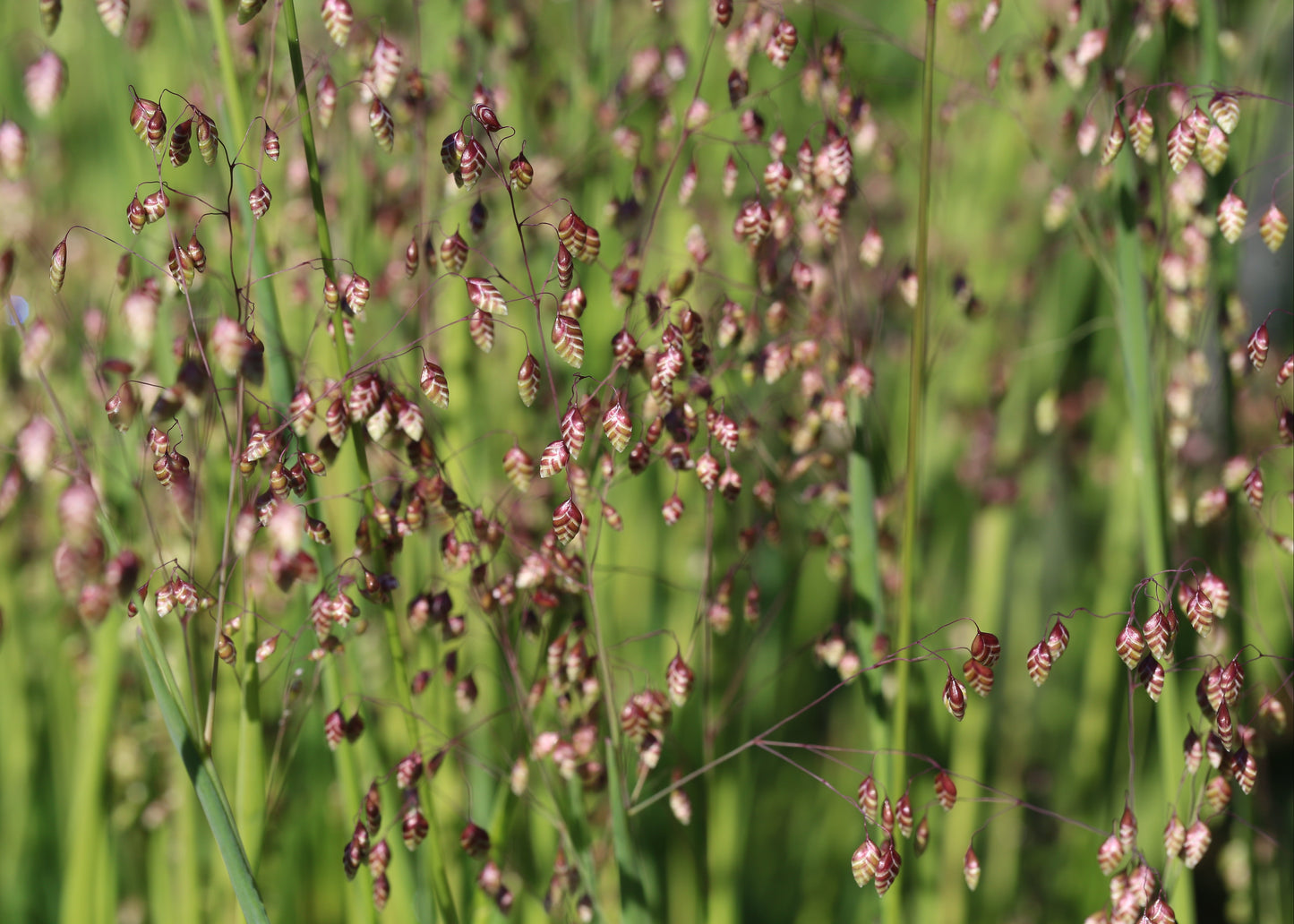 Briza media 'Tinkerbell'