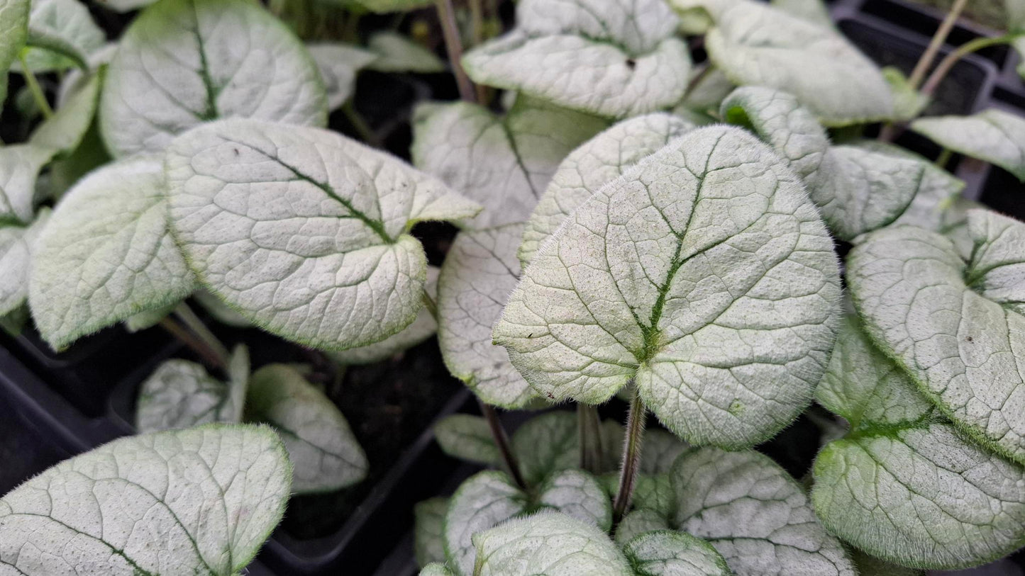 Brunnera macrophylla 'Looking Glass'