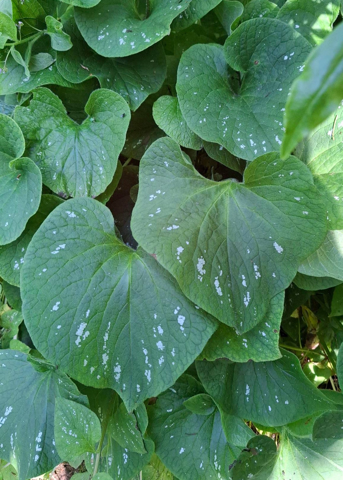 Brunnera macrophylla (Hybrid)
