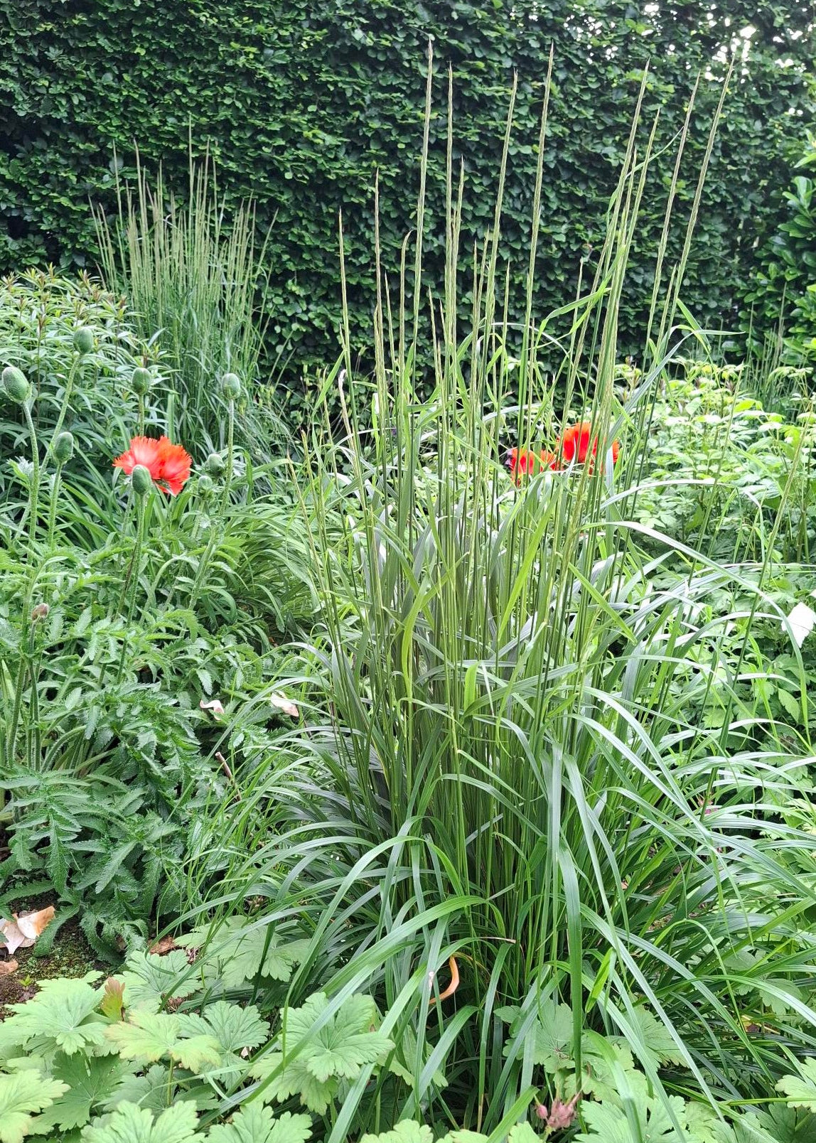 Calamagrostis x acutiflora 'Karl Foerster'
