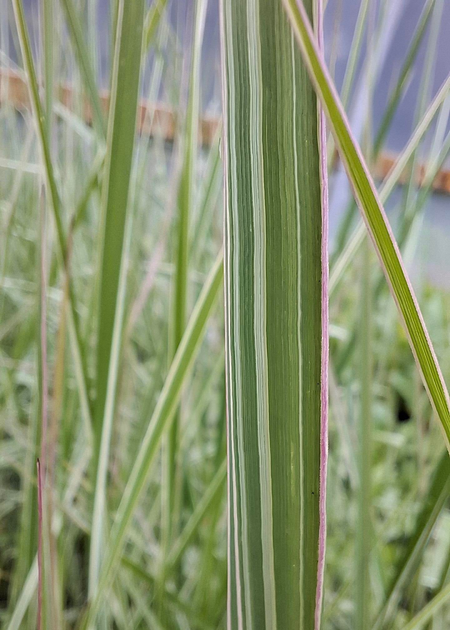 Calamagrostis x acutiflora 'Overdam'