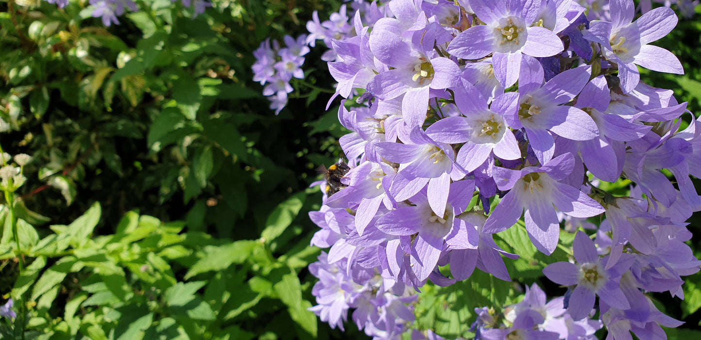Campanula lactiflora 'Prichard's Variety'
