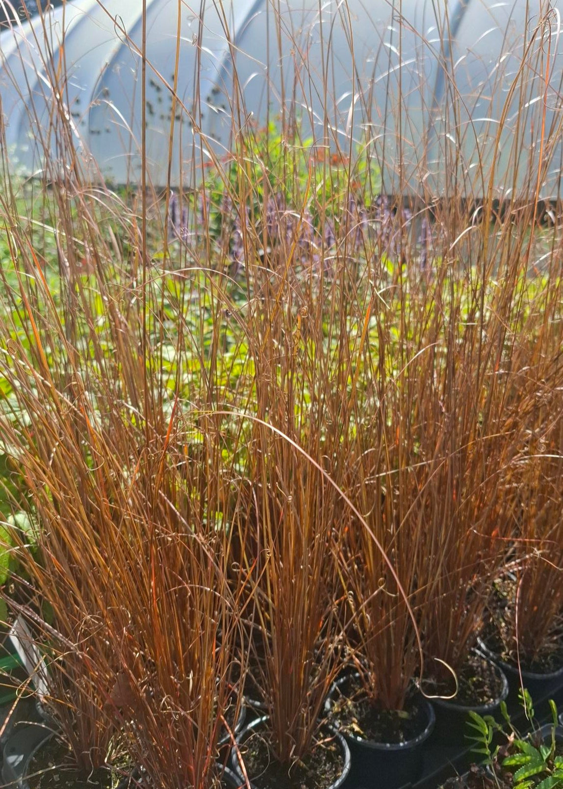 Carex buchananii 'Red Rooster'