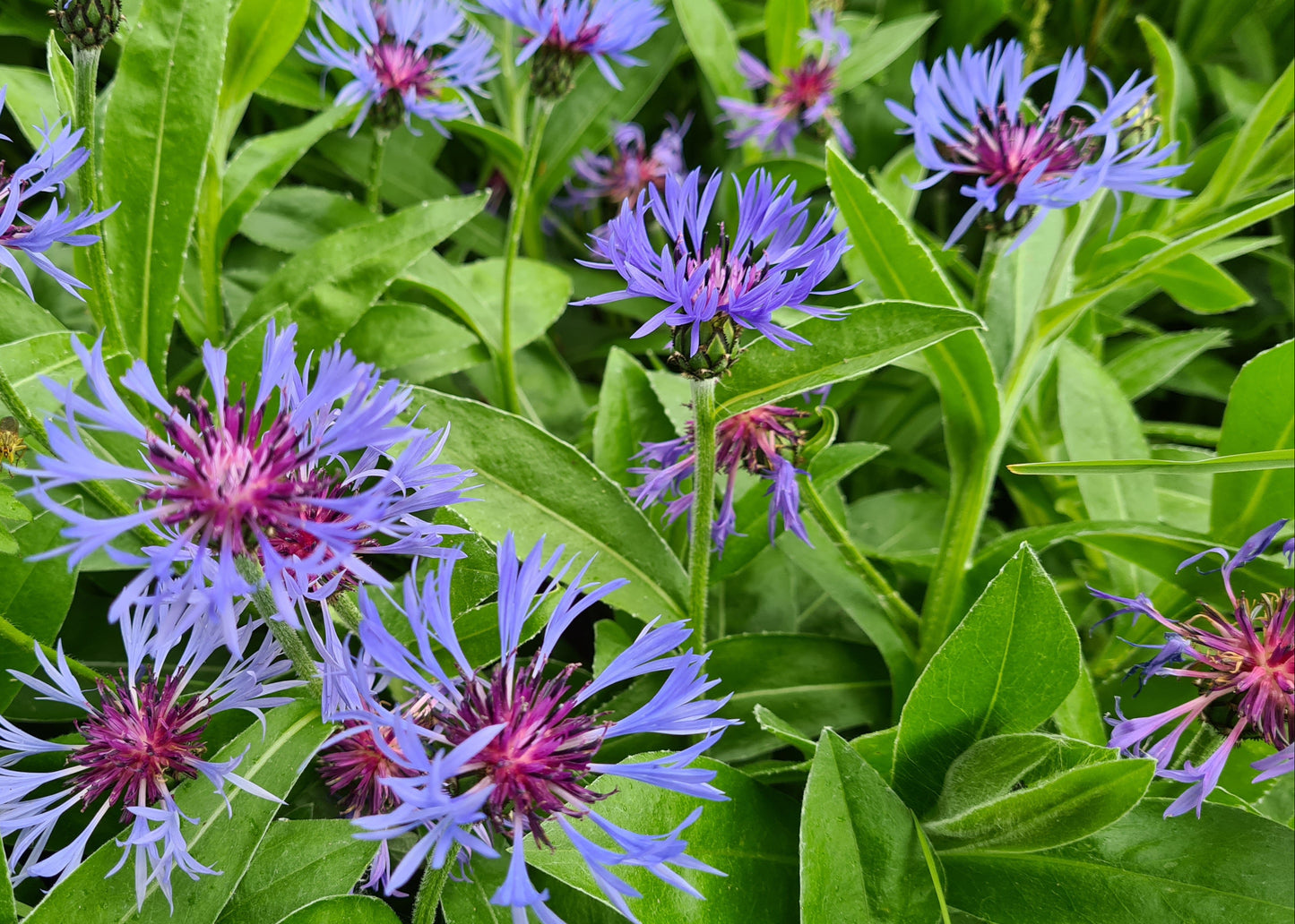 Centaurea montana / Perennial Cornflower
