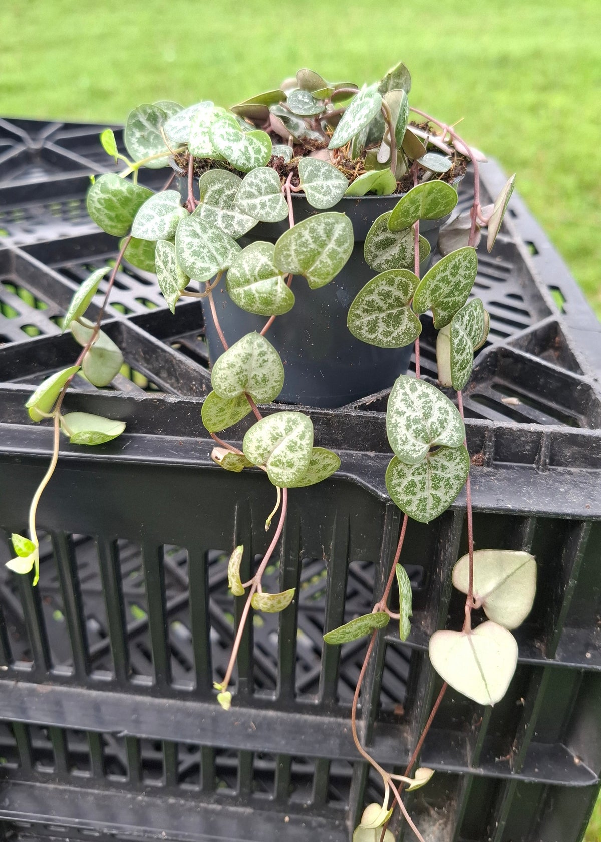 Ceropegia woodii / String of Hearts