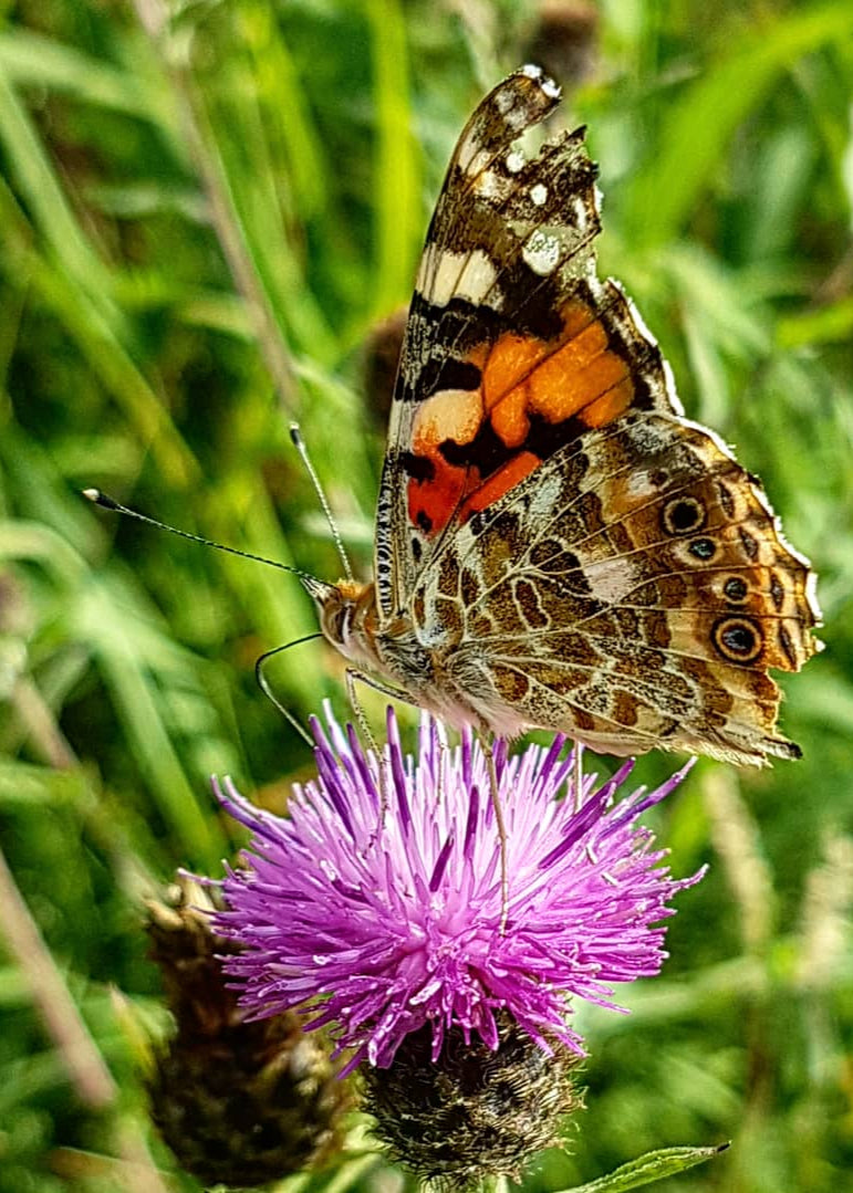 Cirsium rivulare 'Trevor's Blue Wonder'