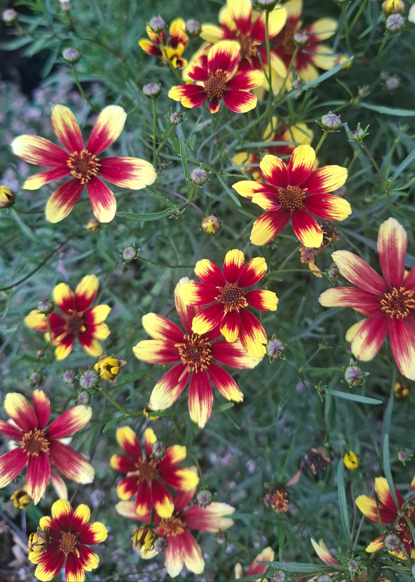 Coreopsis verticillata 'Bengal Tiger'