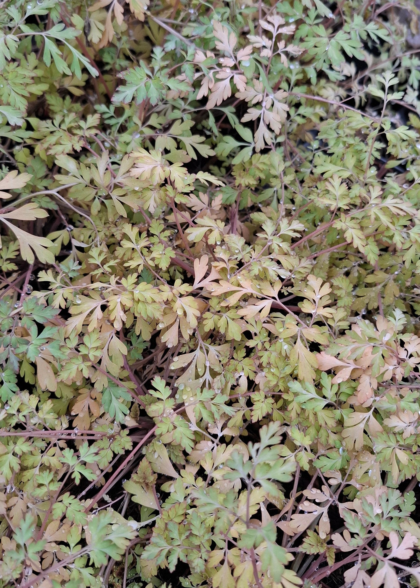 Corydalis shimienensis 'Berry Exciting'