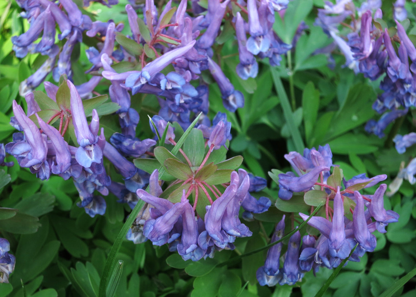 Corydalis 'Blue Heron'