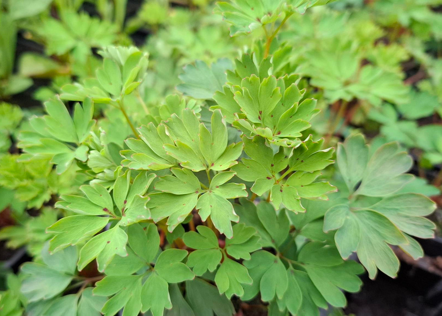 Corydalis 'Spinners'