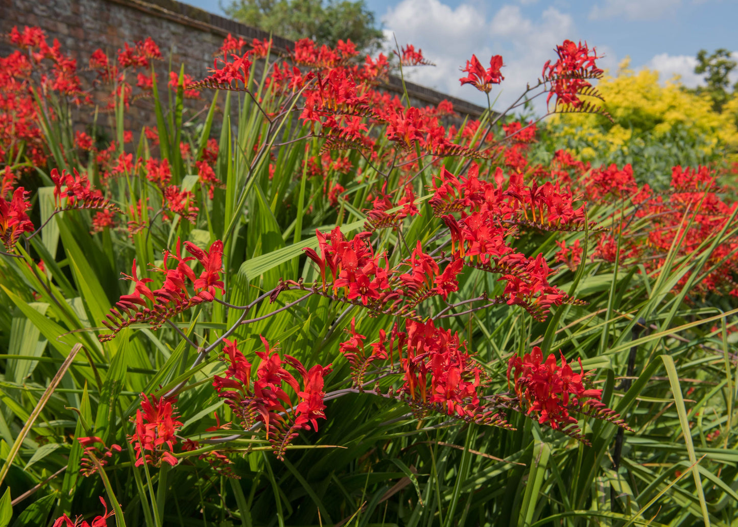 Crocosmia 'Lucifer'