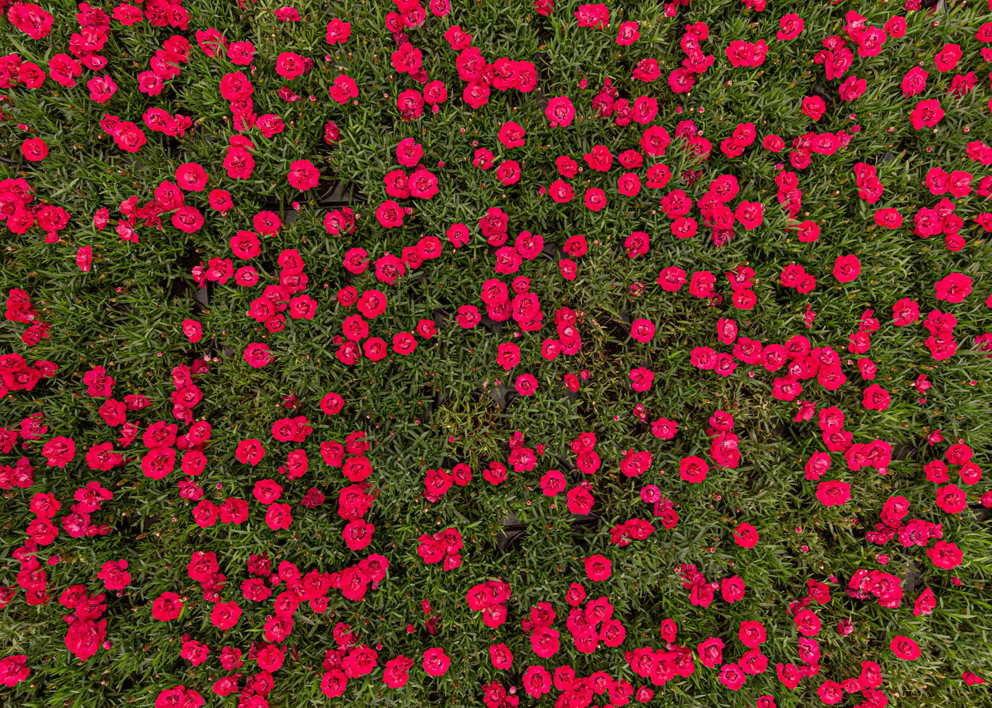 Dianthus deltoides 'Flashing Lights'