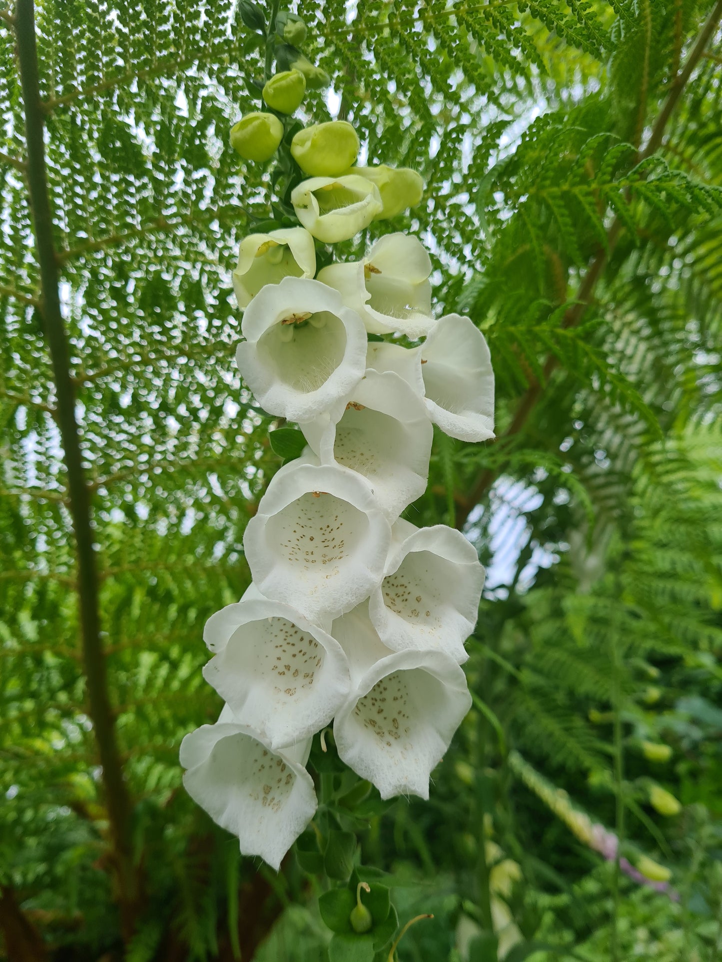 Digitalis purpurea 'Alba' / White Foxglove