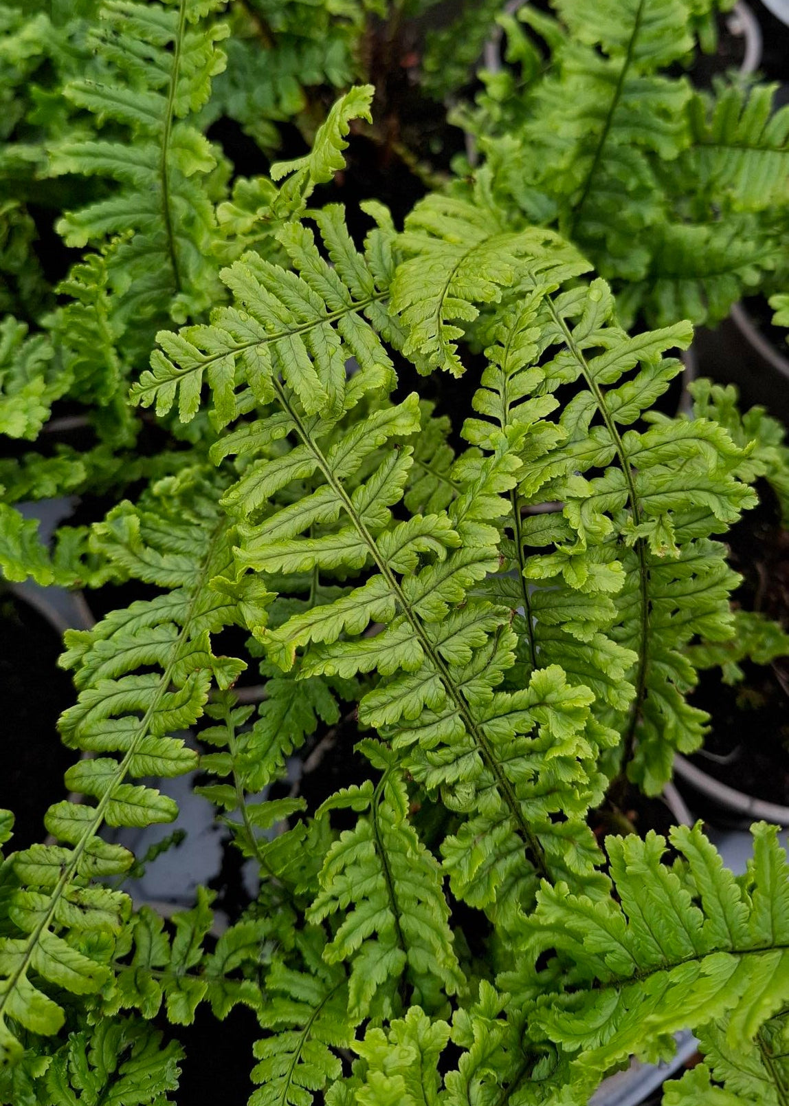 Dryopteris affinis 'Cristata / The King'