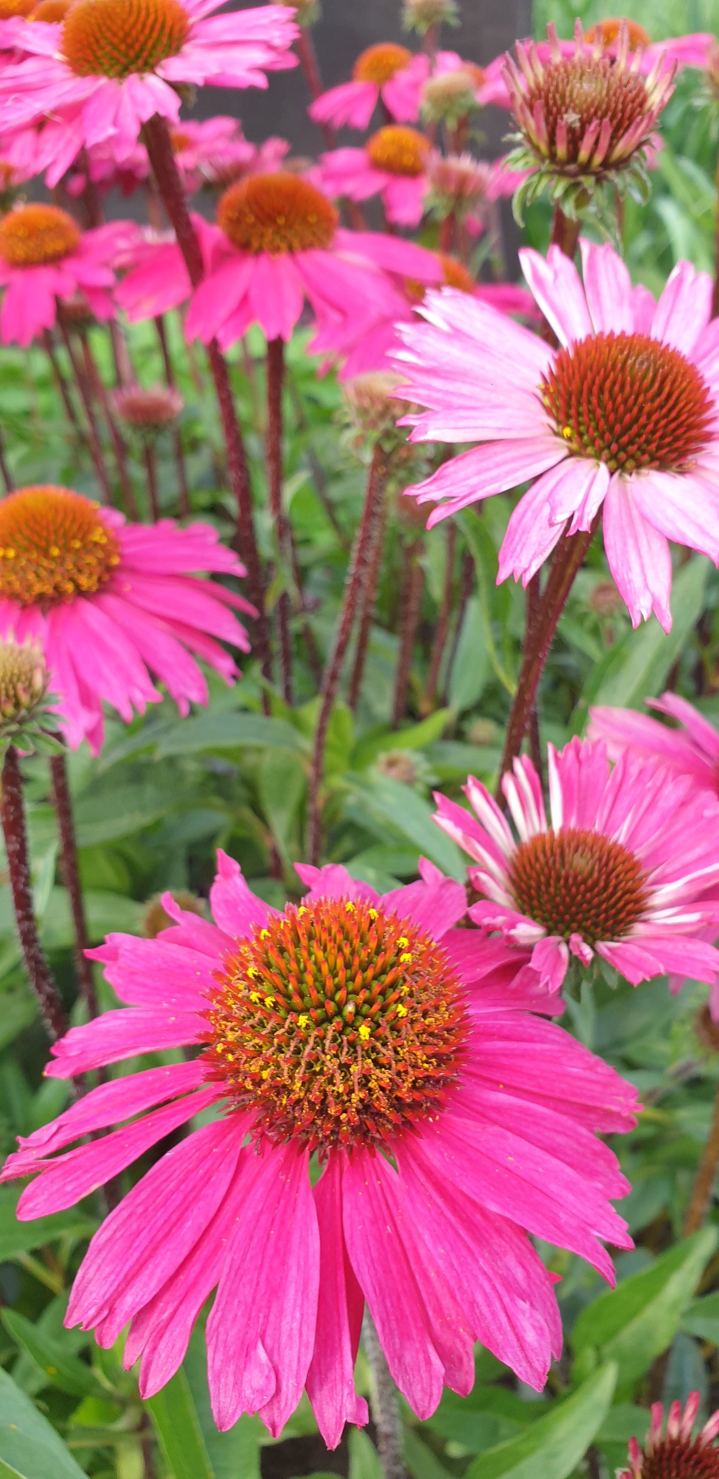 Echinacea purpurea 'PowWow Wild Berry'