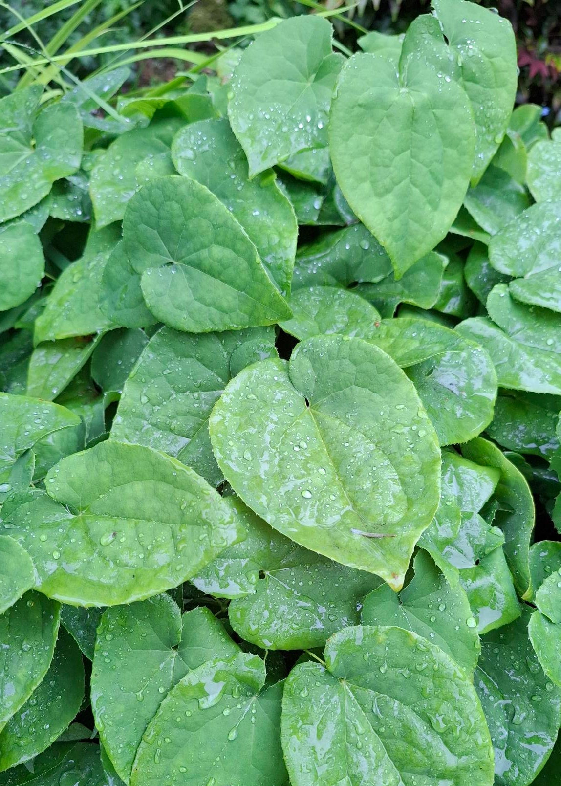Epimedium x warleyense 'Orange Queen' ('Orangekonigin')