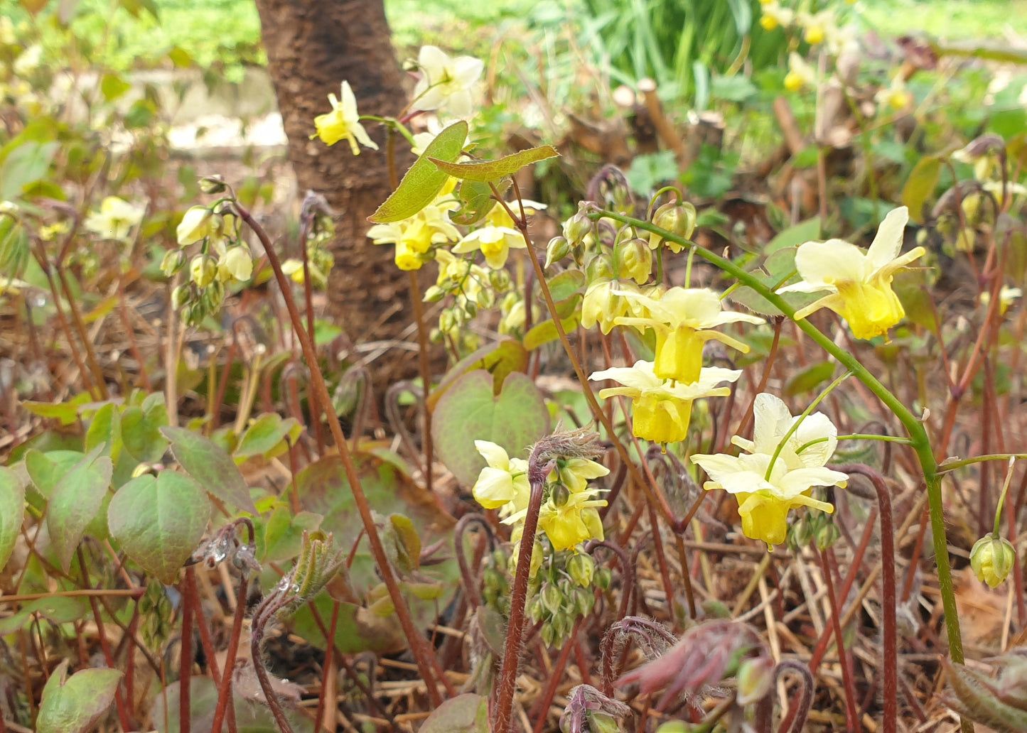 Epimedium x versicolor 'Sulphureum'