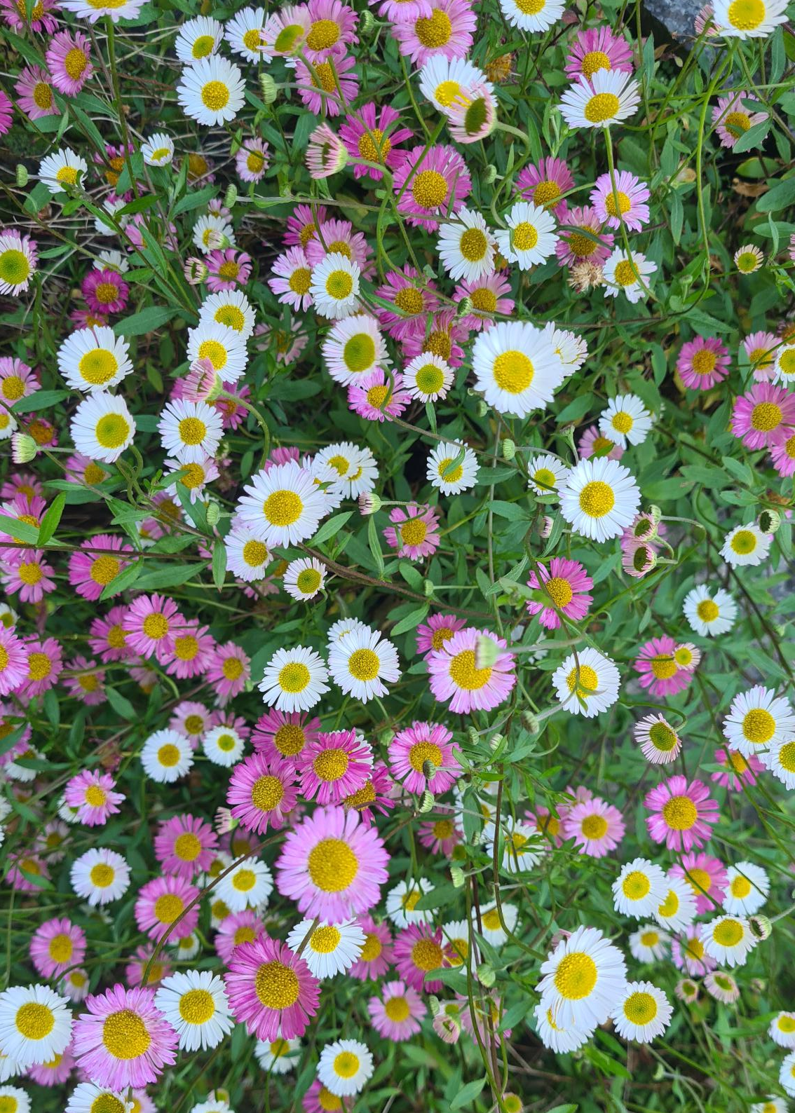 Erigeron karvinskianus / Mexican Fleabane