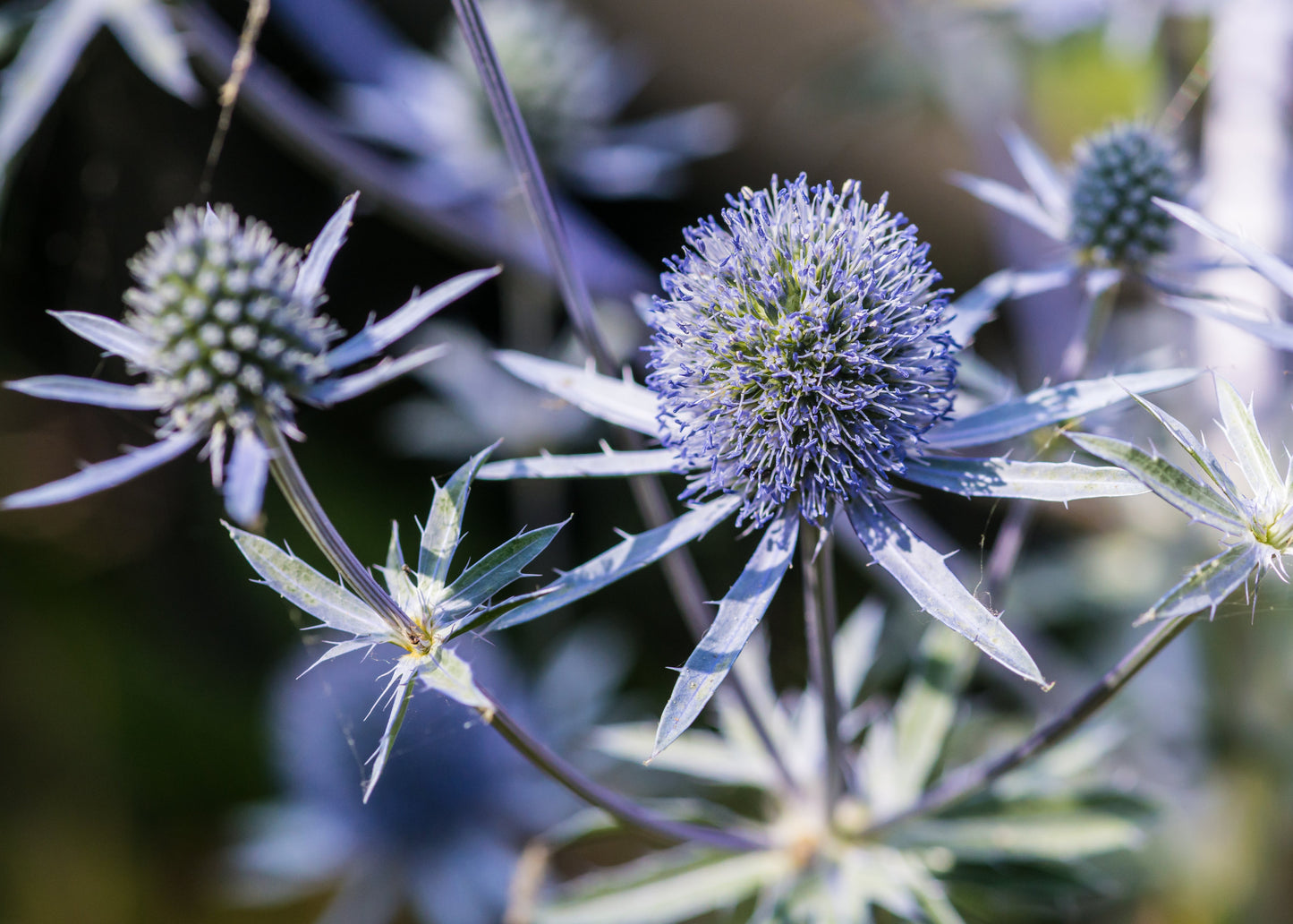 Eryngium planum 'Blue Hobbit'