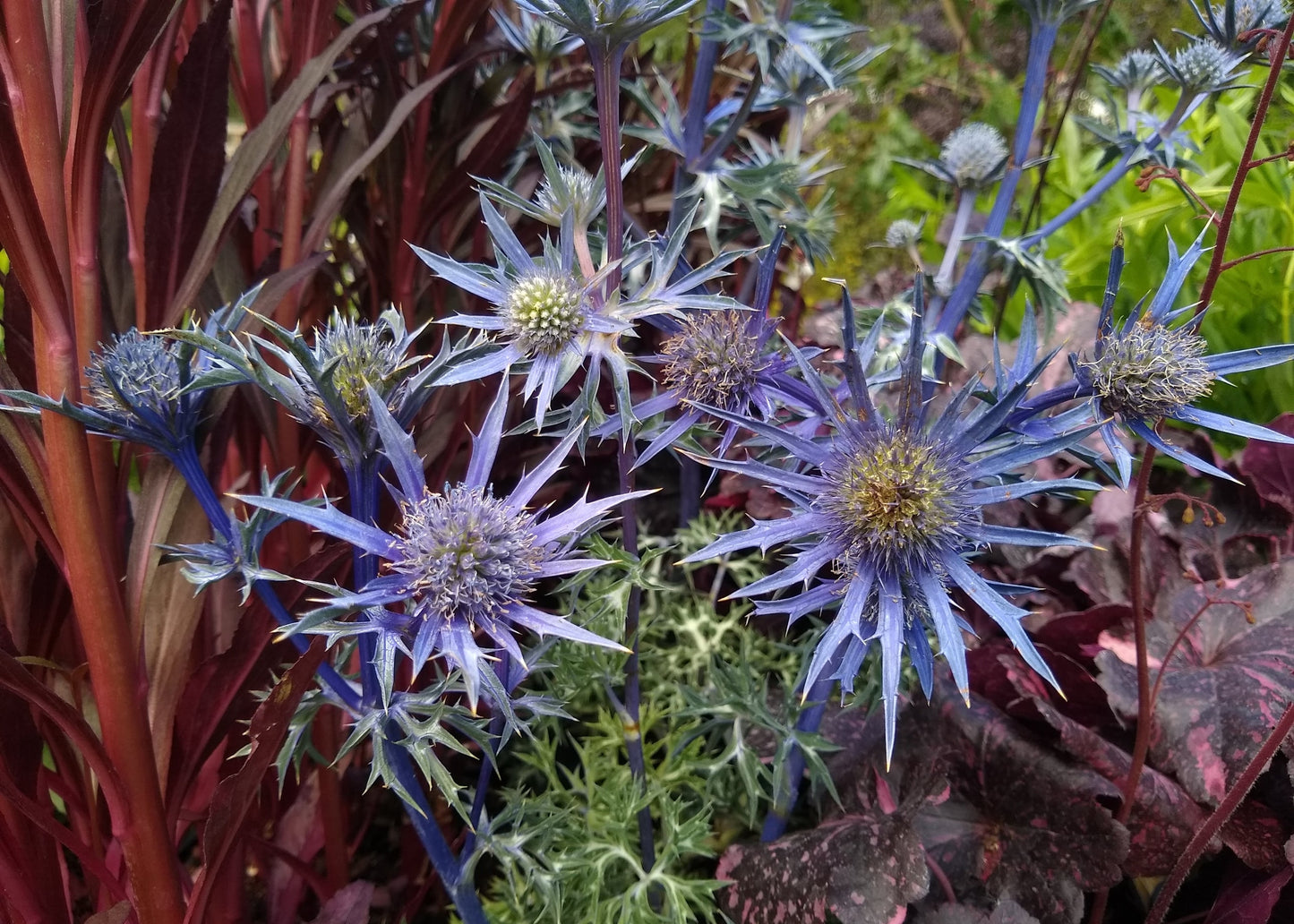 Eryngium bourgatii 'Picos Amethyst'