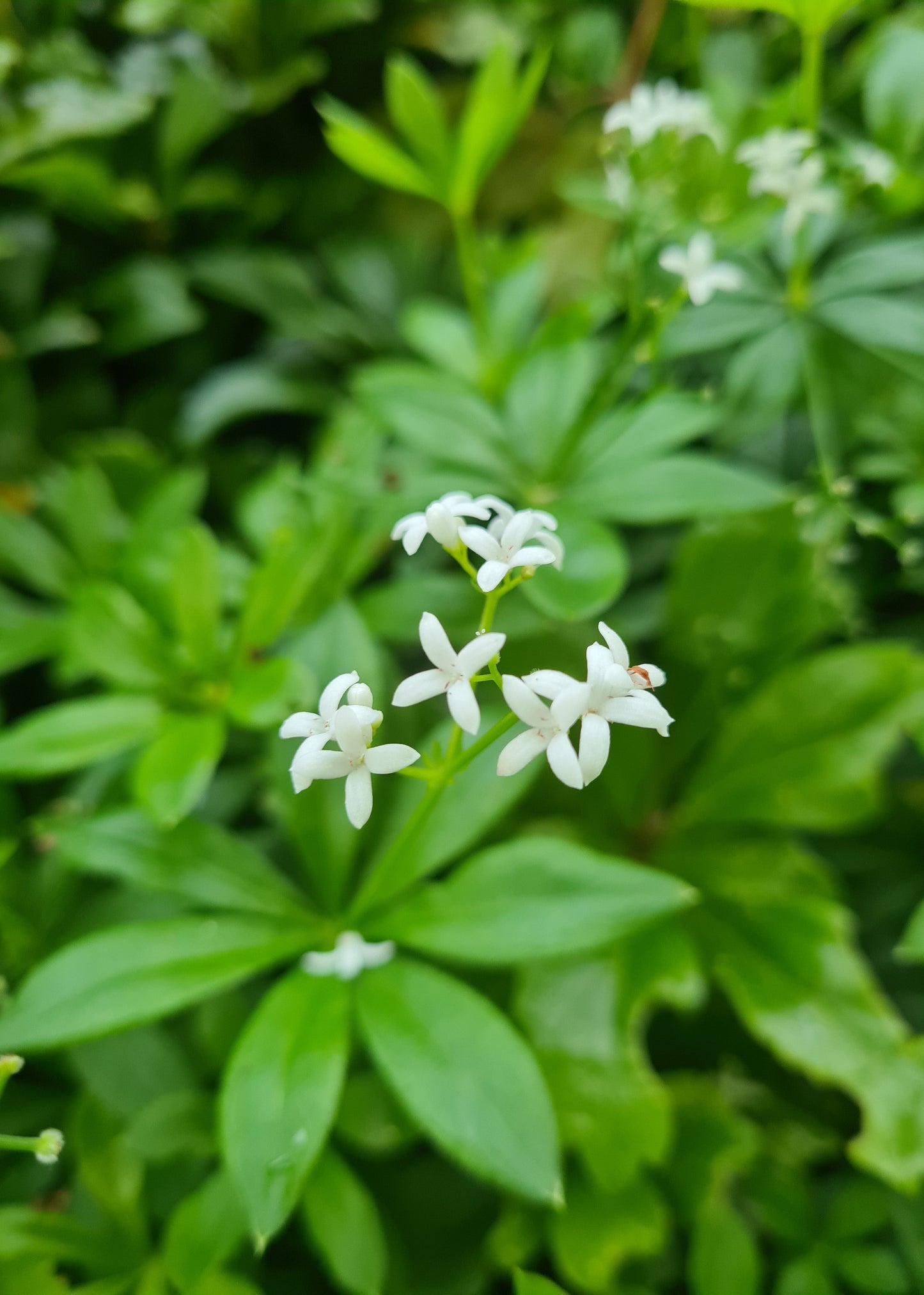 Galium odoratum / Sweet Woodruff