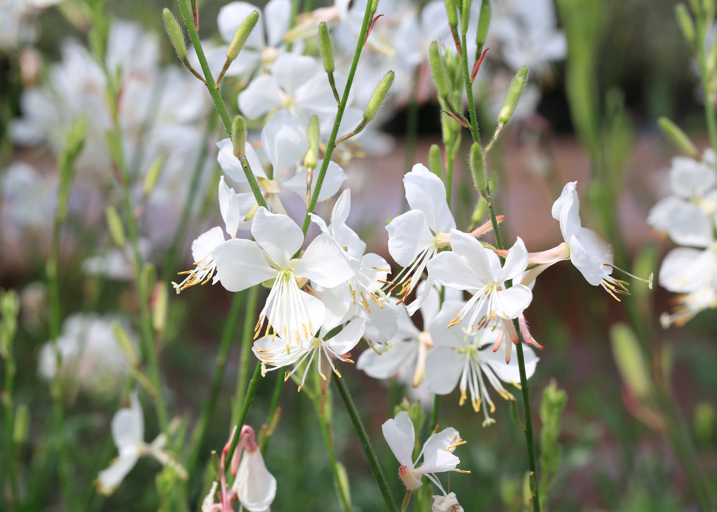 Gaura lindheimeri 'Snowbird'