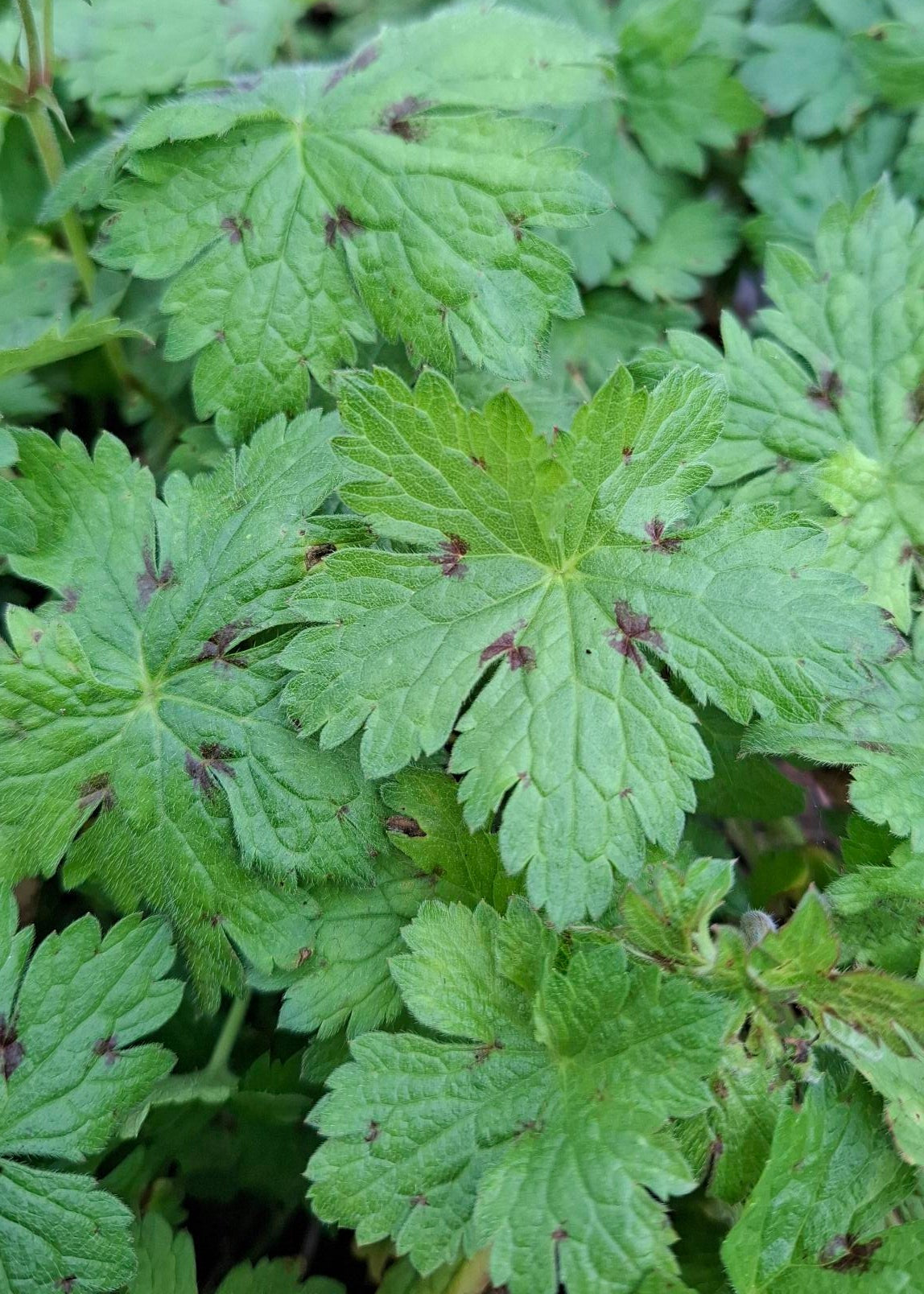 Geranium x oxonianum 'Hollywood'