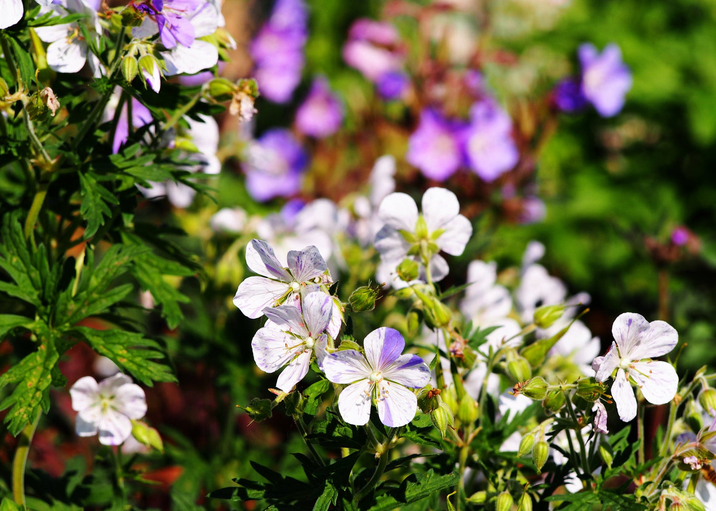 Geranium pratense 'Splish Splash'