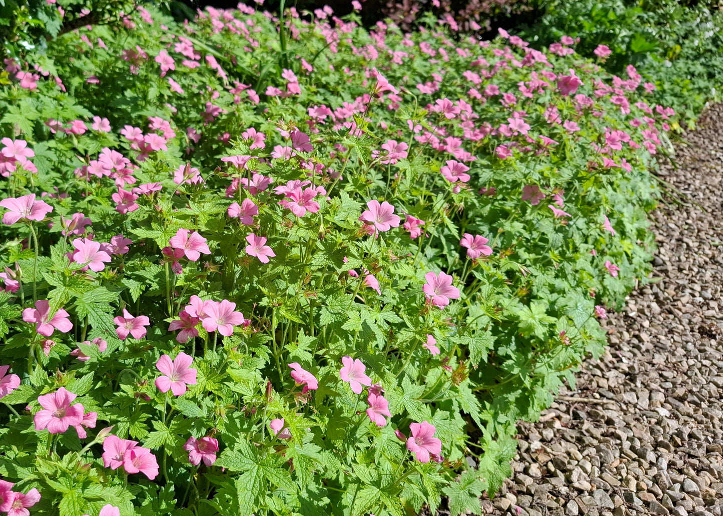 Geranium x oxonianum 'Wargrave Pink'