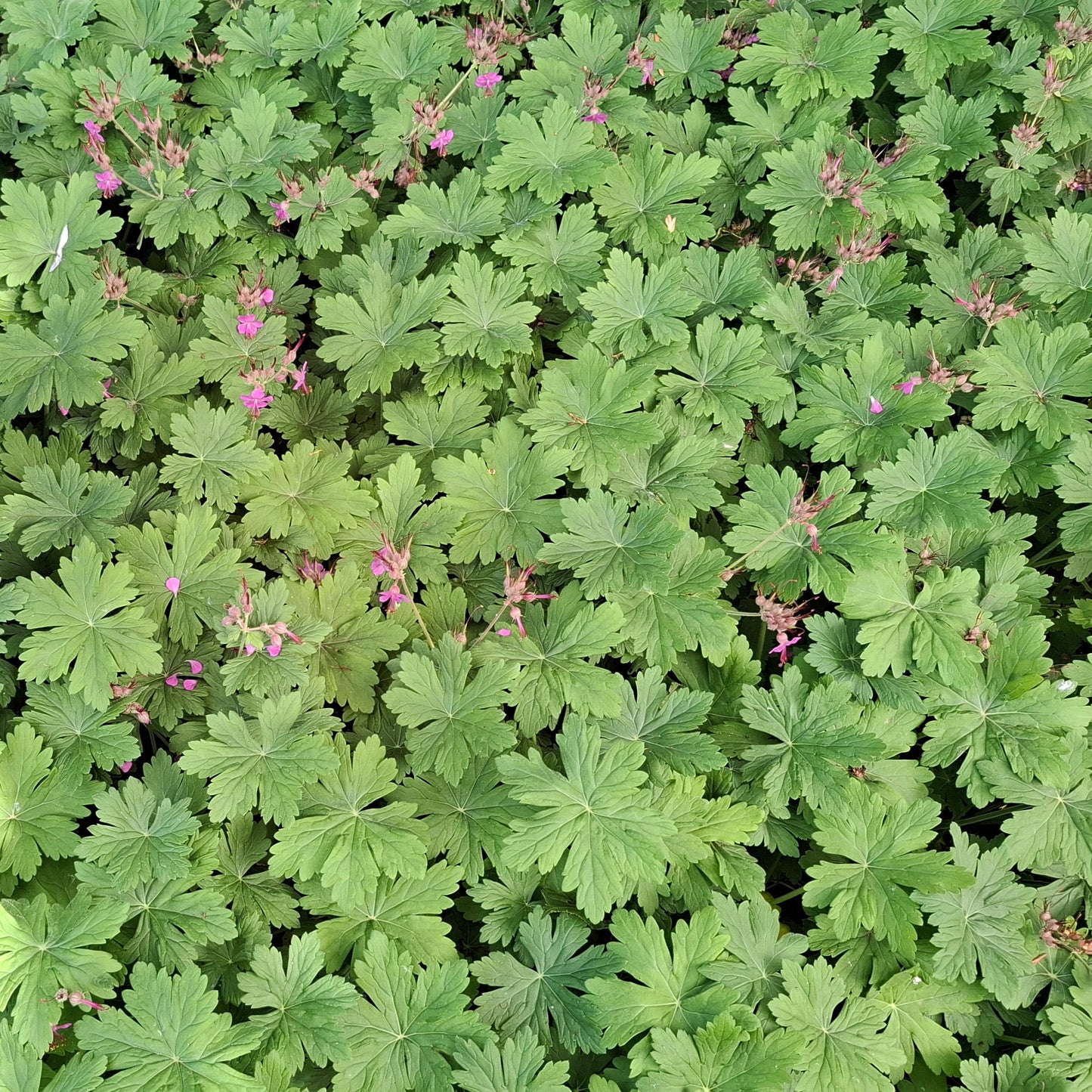 Geranium macrorrhizum
