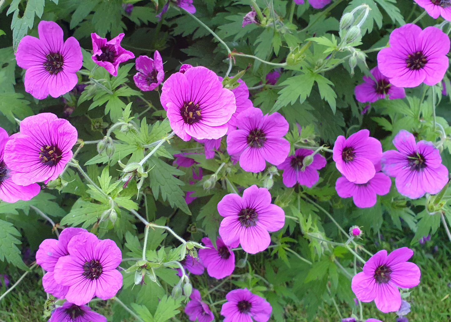 Geranium psilostemon