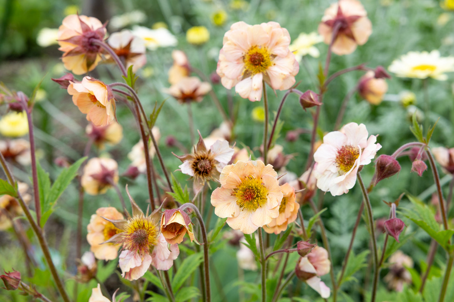 Geum 'Mai Tai'