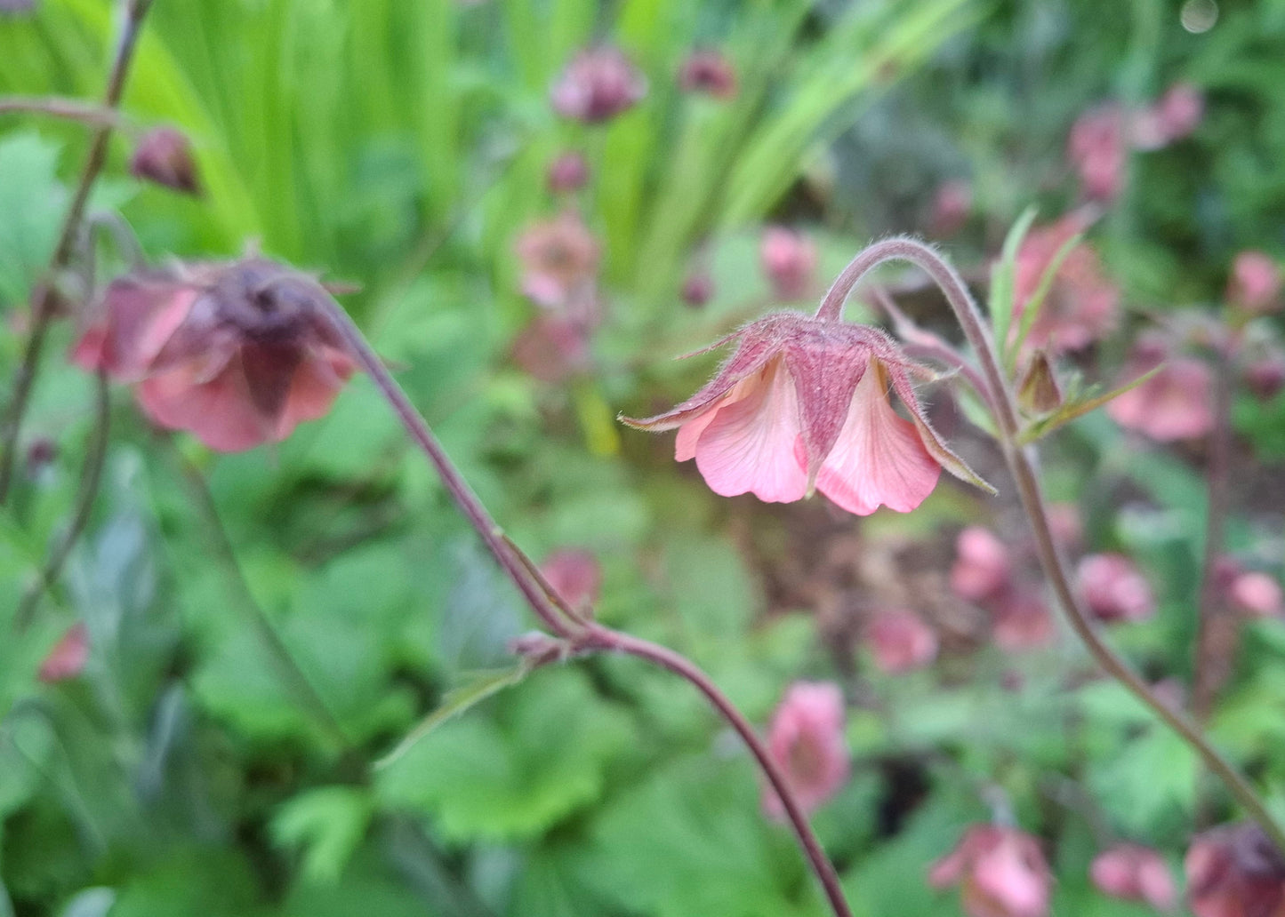 Geum rivale 'Leonard's Variety'