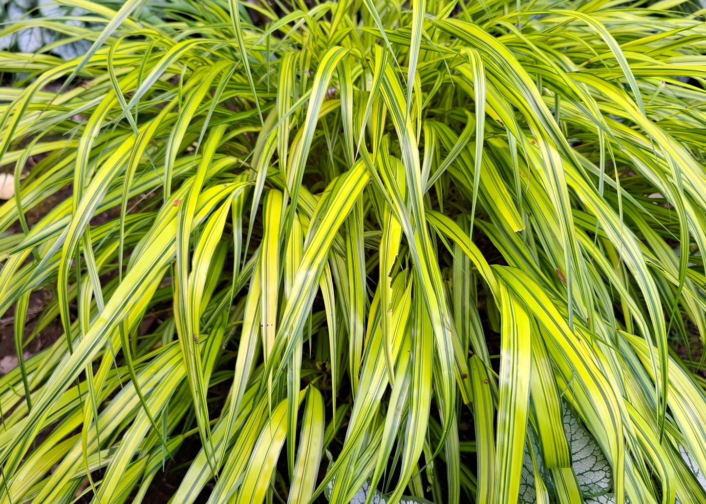 Hakonechloa macra 'Aureola'