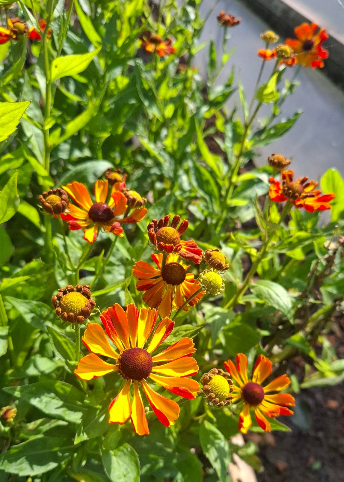 Helenium 'Rauchtopas'